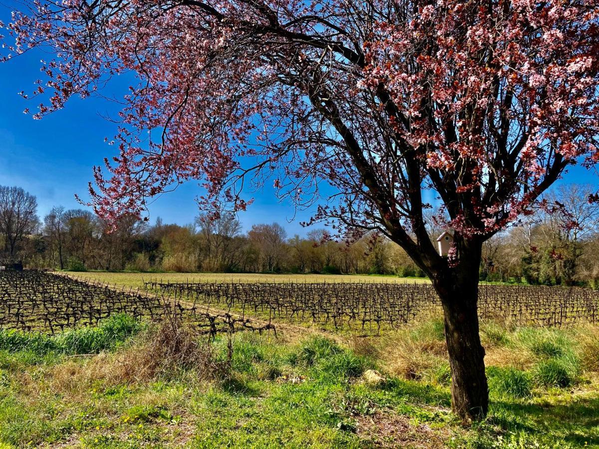Lodging Au Milieu Des Vignes & Des Etoiles Saint-Jean-de-Fos Luaran gambar